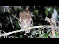 Owls Of India Mountain Scops Owl