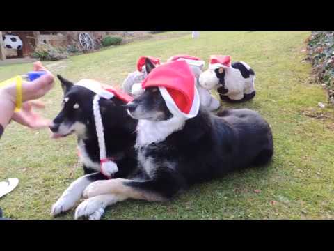 Nikolaika & Nikogizmo