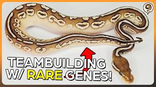 Building a $5000 Ball Python Breeding Team, but I MUST use a RARE Gene!