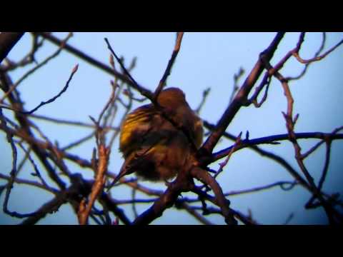 Birding Slovakia - Carduelis chloris - Zelienka obyčajná