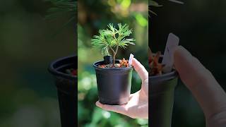 梅雨前の4年目五葉松 #盆栽 #bonsai #nature #gardening #shorts #pine
