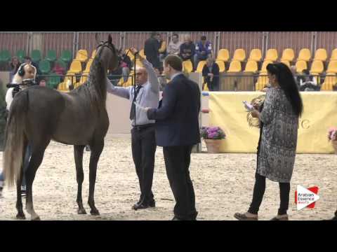 N.20 FAIZA BY HASSAN - Milan 2016 - Fillies 2 years old (Class 2)