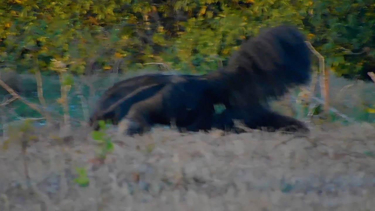 Behaviour pattern: Pup-repelling / Padrão comportamental: Repelir o filhote.