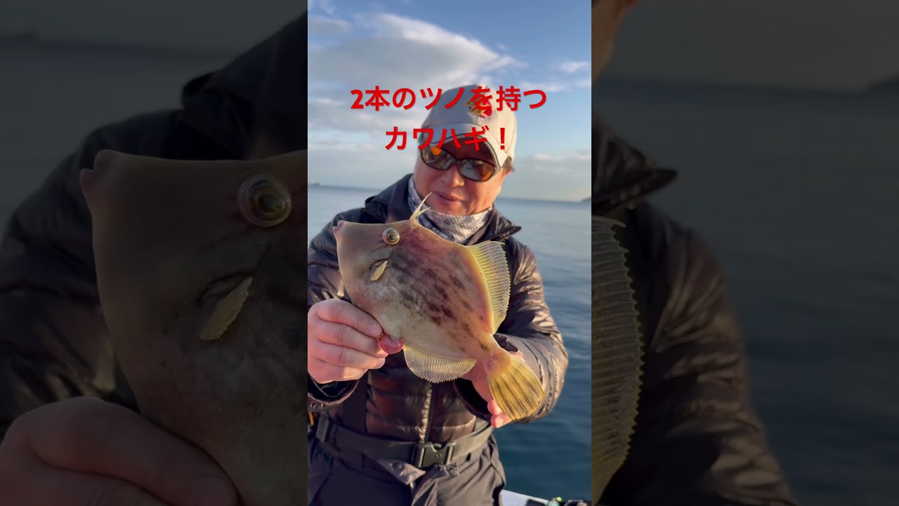 大型カワハギの聖地で2本のツノを持つ超レアな魚が釣れた！　#カワハギ #カワハギ釣り #ANA釣り倶楽部