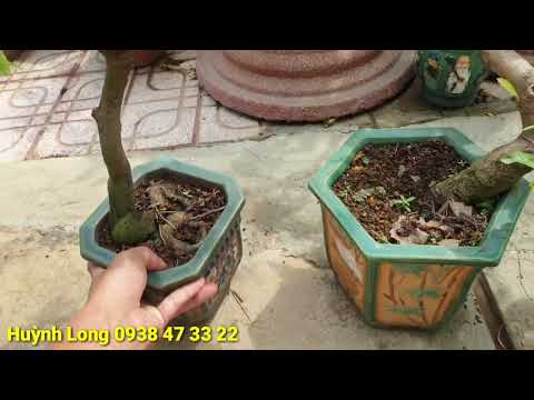 Notes When Changing Pots - Changing Growing Substance For Apricot Trees After Tet