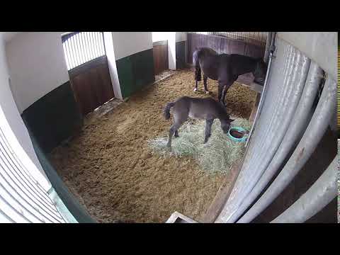 SF 2018 by Kannan x Stakkato, "Kalea ZD"