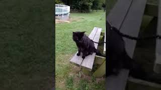 Wayne- black male- our first sire!