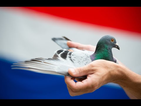 TGV - 1st National Ace-bird Long Distance WHZB-TBOTB 2018 - M. & M. Kramer