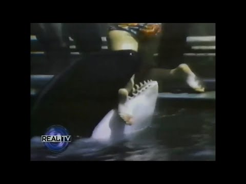 Orca Attack Of Annette Eckis