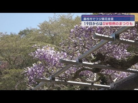YouTube Video サクラに代わる主役・フジの開花宣言 19日から「藤まつり」 静岡・藤枝市「蓮華寺池公園」