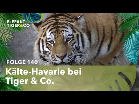 Eiskalt erwischt (Folge 140) | Elefant, Tiger & Co. | MDR