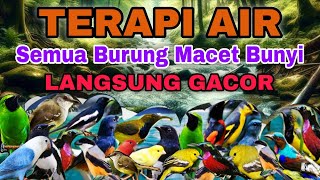 Download lagu HITUNGAN DETIK BURUNG MACET BUNYI LANGSUNG GACOR, TERAPI AIR UNTUK SEMUA JENIS BURUNG MACET BUNYI mp3 Download lagu HITUNGAN DETIK BURUNG MACET BUNYI LANGSUNG GACOR, TERAPI AIR UNTUK SEMUA JENIS BURUNG MACET BUNYI mp3