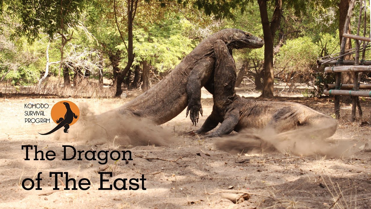 Komodo - The Dragon of the East