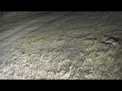 Djuma: Hosana male leopard sleeping out in open-Pt:2 - 23:42 - 09/06/18