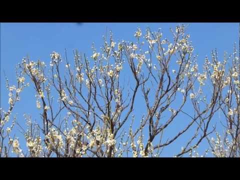 ggゆめ日記130228：明日は３月 公園散歩