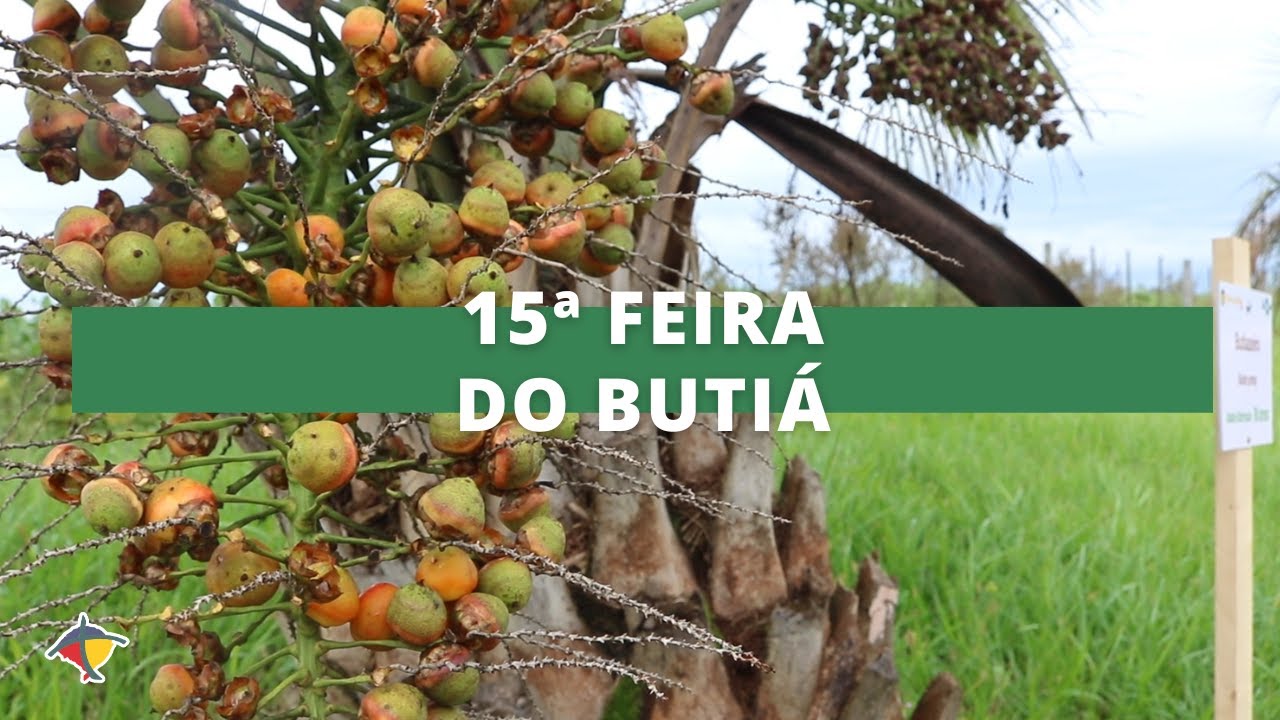 15ª Feira do Butiá valoriza cultura associada aos butiazais no município de Giruá/RS | Terra Sul
