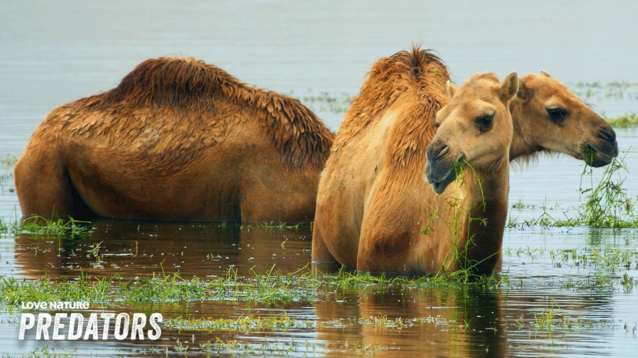 Wild Encounters of Arabia's Oasis | Arabian Inferno 101