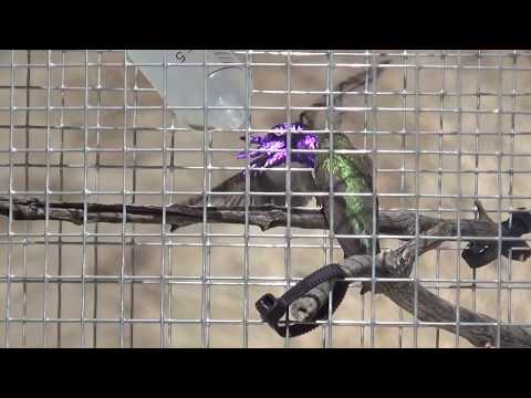 Five North American Bee hummingbird species' shuttle displays from the side