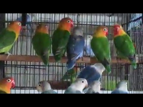 1 hour lovebird sounds-August 01 2023