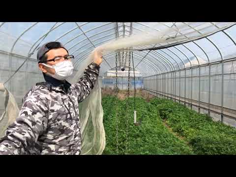 園芸 栽培チャービル、コモンチャービル