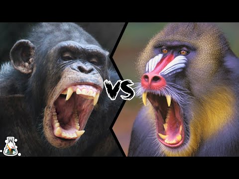 CHIMPANZEE VS MANDRILL - Which is the strongest?