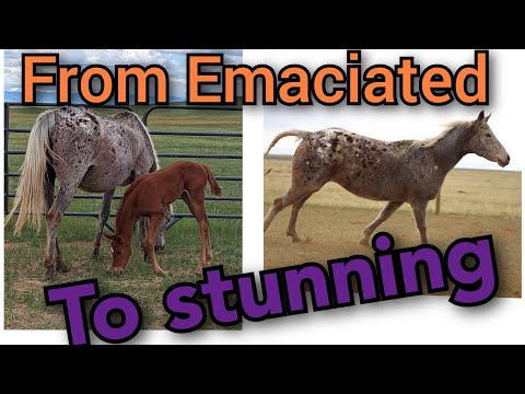 From Emaciated to Stunning // How we help our horses gain weight