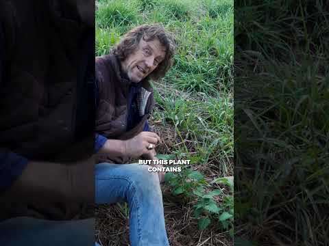 Stinging Nettle: Don't Avoid This Permaculture Powerhouse!