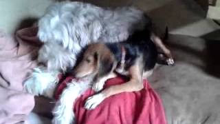 Lenny und Cooper spielen