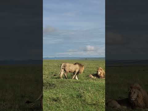 Salas Boys digging out warthogs Maasai mara