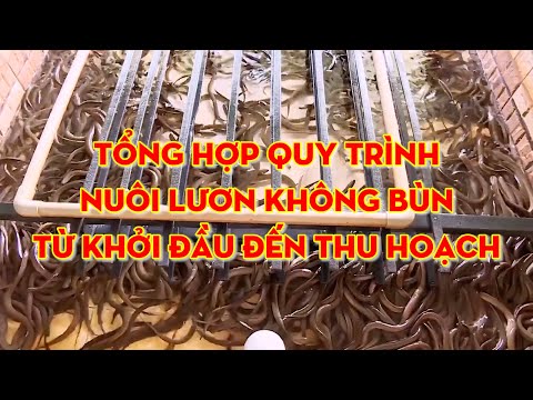 Quy trình nuôi lươn hoàn chỉnh từ khởi đầu đến thu hoạch | Thuỷ sản
