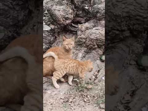 Cat teaching the hunting babies 