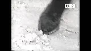 John Frusciante - Someone&#39;s Legendado Eng/PT