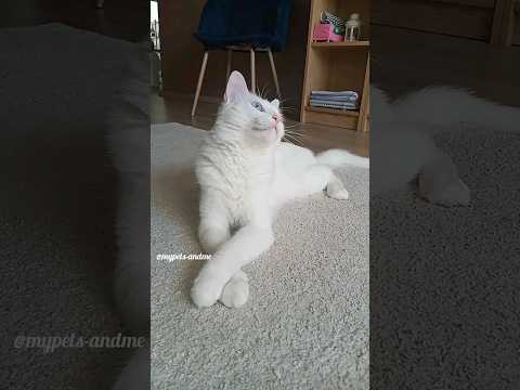 turkish angora cat #shorts #cat #cats #funnycats #funnypets #cutepets #cutecat #viral #tiktok #고양이