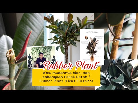 , title : 'Cara terbaik tanam, biak & cabangkan Pokok Getah / Rubber Plant (Ficus Elastica) wow mudah & jimat!'