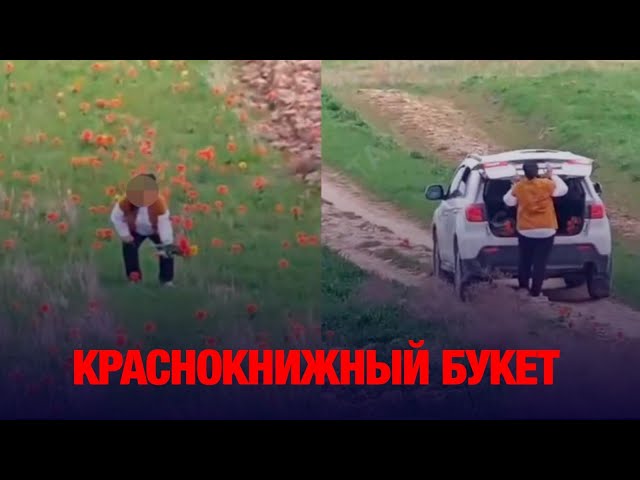 Краснокнижный букет: что грозит женщине, сорвавшей тюльпаны в степи