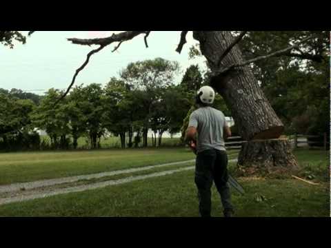 End of a 100 year Oak
