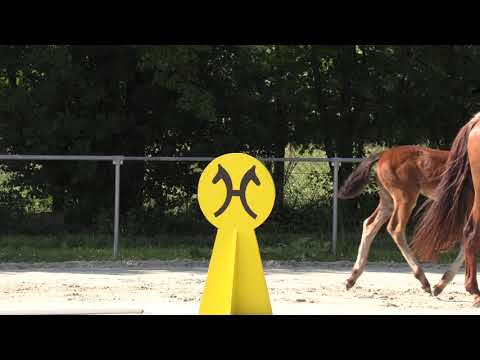 Dancier Gold   United