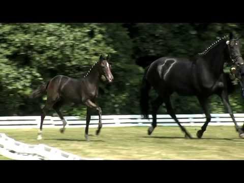 Hf Danone x Van the Man