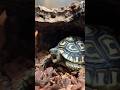 This Baby Tortoise S Morning Routine Is Perfection L The Dodo Animals Tortoise Pets