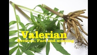 valerian -valerian root reviews,fact & warning