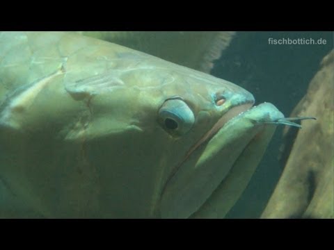 [HD] 4 FEET SILVER AROWANA! YOUTUBE RECORD! / 120cm Gabelbart @ Aquazoo [4/52]
