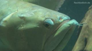 Download lagu [HD] 4 FEET SILVER AROWANA! YOUTUBE RECORD! / 120cm Gabelbart @ Aquazoo [4/52] mp3