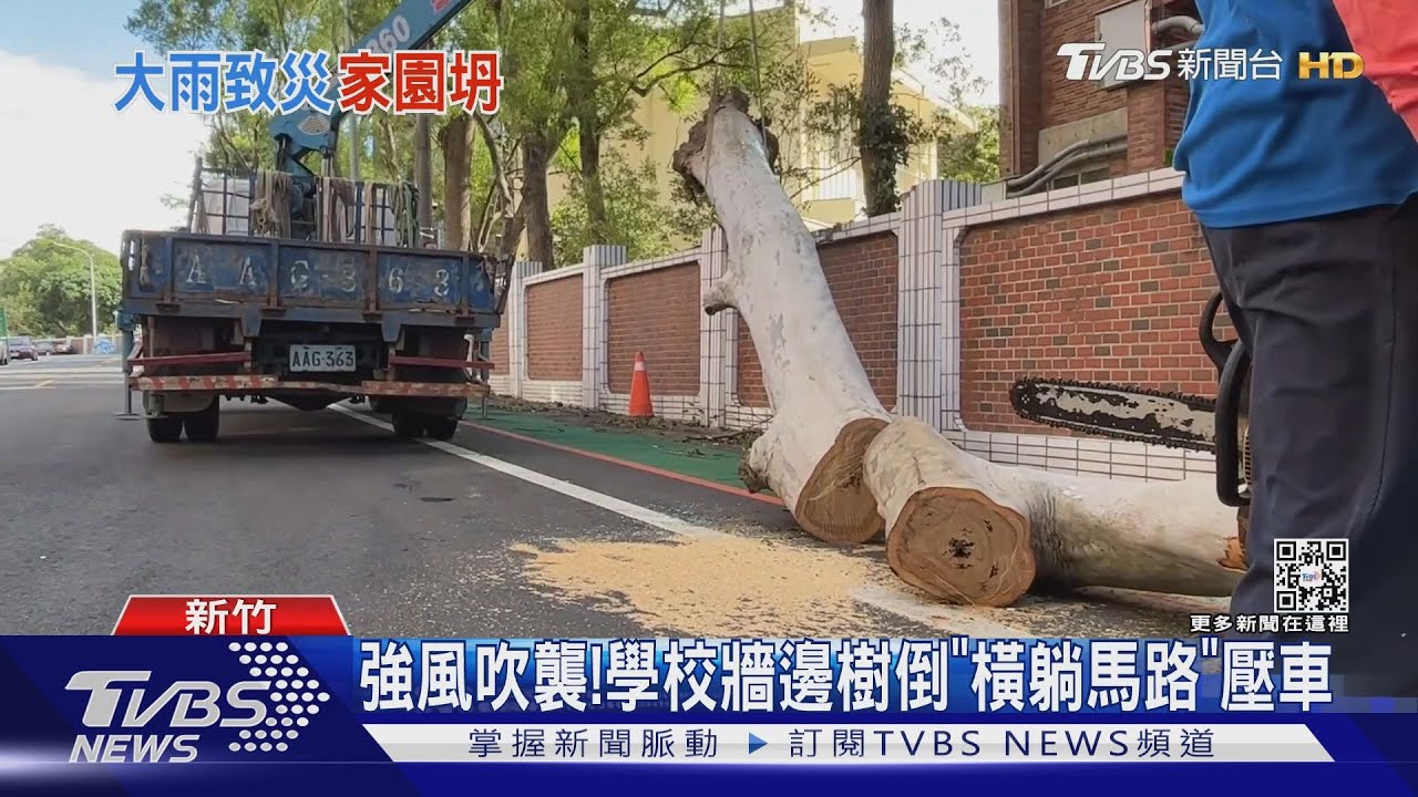 強風吹襲!學校牆邊樹倒「橫躺馬路」壓車