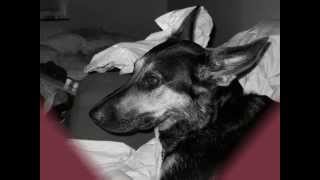 Nikola Sarcevic- Nobody without you. (nikita)