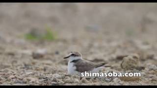 シロチドリのヒナ3羽(動画あり)