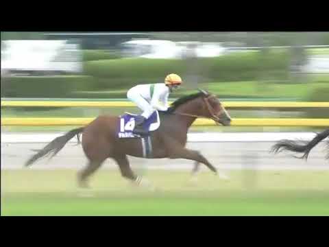 2018.05.06 NHK Mile Cup (JPN) - Keiai Nautique