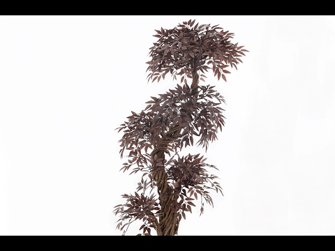 Quality Artificial Burgundy / Deep Red Japanese Fruticosa Tree by Vert Lifestyle Vogue Plants