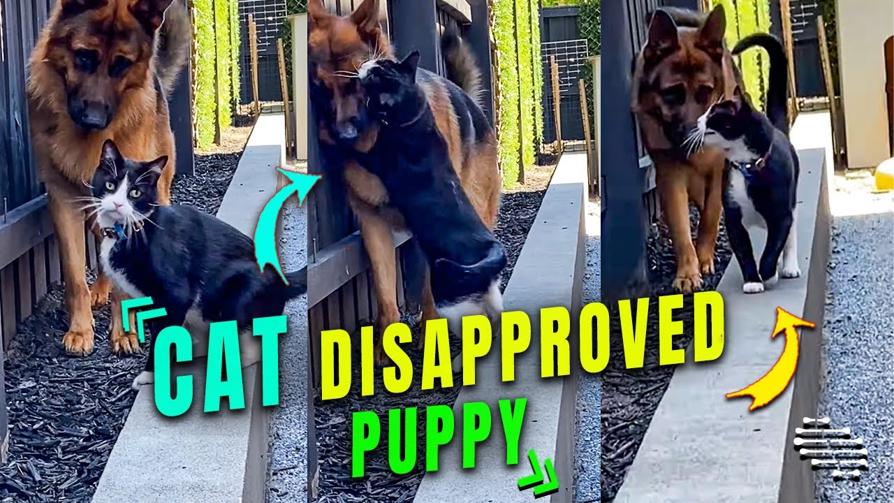 Cat Disapproved Puppy Following It