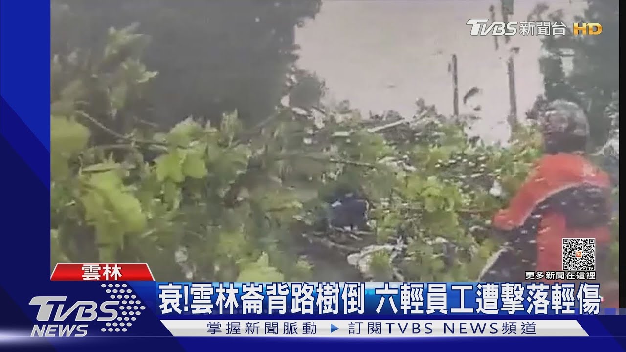 衰!雲林崙背路樹倒 六輕員工遭擊落輕傷