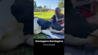 Download lagu Song : Shenbagame Shenbagame Singers : Asha Bhosle Gangai AmaranMusic : Ilaiyaraaja  #shorst mp3 Download lagu Song : Shenbagame Shenbagame Singers : Asha Bhosle Gangai AmaranMusic : Ilaiyaraaja  #shorst mp3